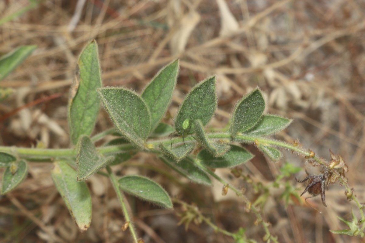 Crotalaria lunulata B.Heyne ex Wight & Arn.